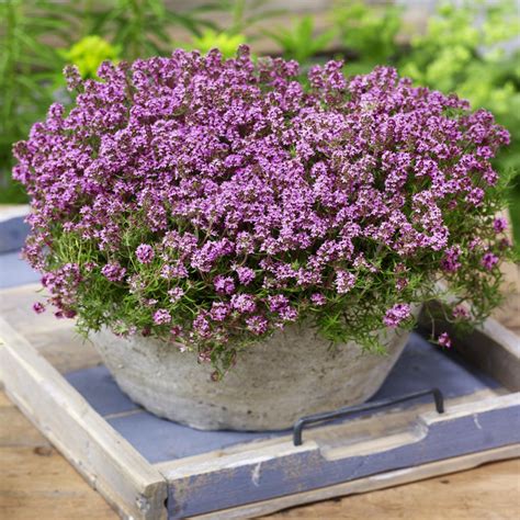 The Versatility of Creeping Thyme Seeds Magic Carpet Variety: Creative Uses in Landscaping